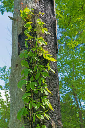Virginia Creeper Growing up s Tree Scar in White Pines State Park in Illinoisの写真素材