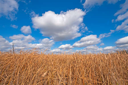 Dramatic Clouds Moving Over a Grassy Marshland in the Volo Bog State Natural Area in Illinoisの写真素材