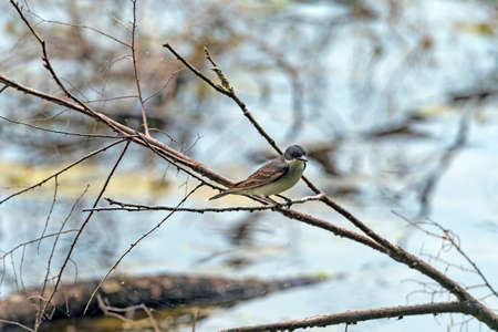 Eastern Kingbird on the lakeshore on Crooked Lake in the Sylvania Wilderness in Michigan