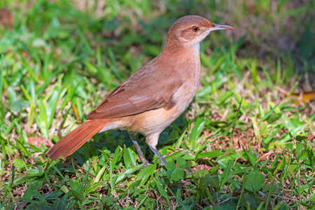 A pale-breasted thrush in the Grasses near Iguazu Falls in Brazilの写真素材