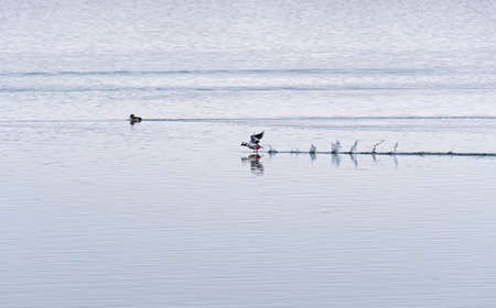 Bufflehead Taking Off from the MIssissippi River near Savannah, Illinoisの写真素材