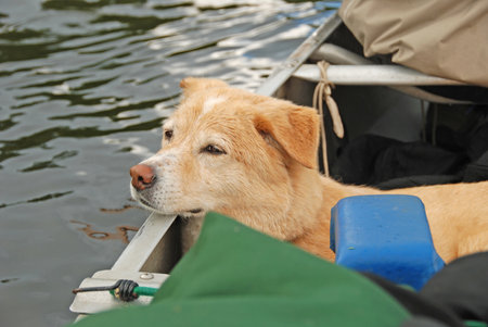 A Dog's LIfe on a Canoe Trip in the Boundary Waters in Minnesotaの写真素材