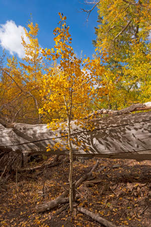 Young Aspen Showing is Fall Colors in Great Sand Dunes National Park in Coloradoの写真素材