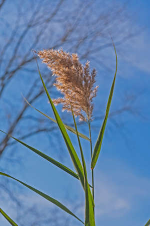 Indiangrass Against a Blue Sky in the Penny Road Pond Preserve in Illinoisの写真素材