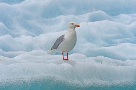 Glaucous Gull on an Iceberg at Lilliehookfjorden in the Svalbard Islands in Norwayの写真素材
