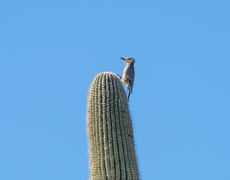 Gila Woodpecker on a Saguaro in Saguaro National Park in Arizonaの写真素材