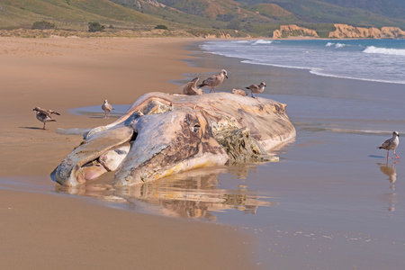 Dead Gray Whale on a California Beach at the Point Reyes National Seashoreの写真素材