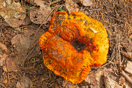 Very Orange Mushroom Drying up in the Forest in Voyageurs National Park in Minnesotaの写真素材
