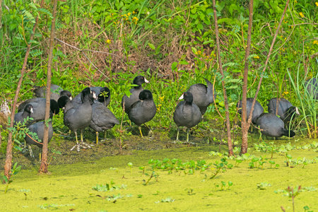 A large Group of American Coots on the Shore of a Marsh  in Brazos Bend State Park in Texasの写真素材