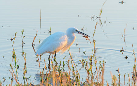 A Great Egret Catching and Eating a Frog in Chobe National Park in Botswanaの写真素材
