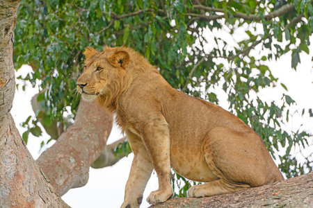 Young Male Lion Relaxing in a Tree in Queen Elizabeth National Park in Ugandaの写真素材