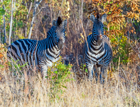 A Pair of Zebra in the Sibuyu Forest Reserve in Botswanaの写真素材