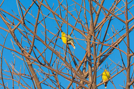 African Green Pigeon in Tree Branches Near Maun, Botswanaの写真素材