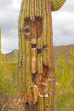 Damaged Trunk on a Saguaro Cactus in Saguaro National Park in Arizonaの写真素材