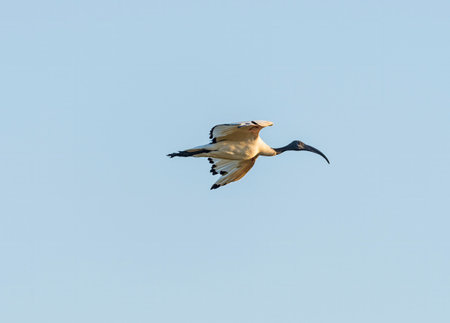 A Sacred Ibis in Flight Over the Okavango Delta in Botswanaの写真素材