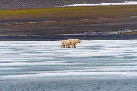 Polar Bear with Tracking Collar on the Ice in the Svalbard Islandsの写真素材