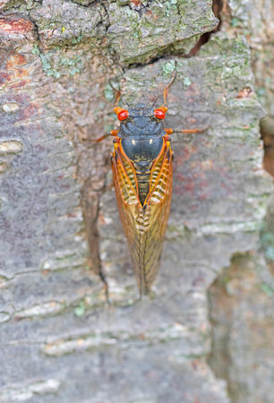 17 year Cicada on a Tree Trunk in a Forest in Illinoisの写真素材