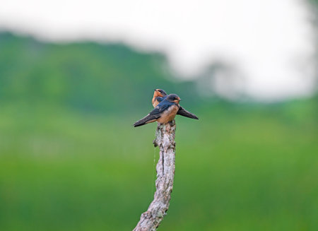 Pair of Barn Swallows on a Dead Tree in the Horicon National Wildlife Refuge in Wisconsinの写真素材