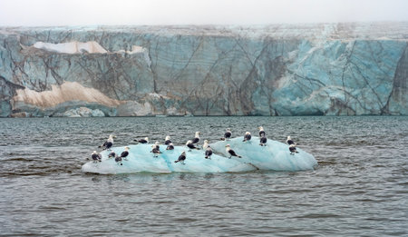 Kittiwakes on Ice in Front of a Glacier at Kapp Waldburg in the Svalbard Islands