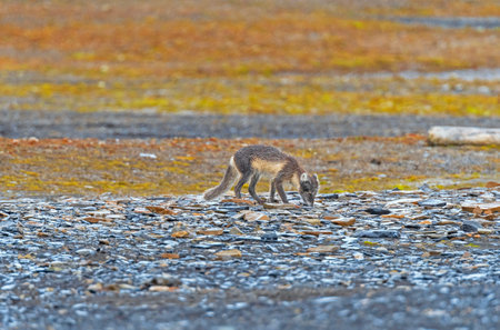 Arctic Fox Checking Coastal Arctic Rocks For Food at Kapp Waldburg in the Svalbard Islands