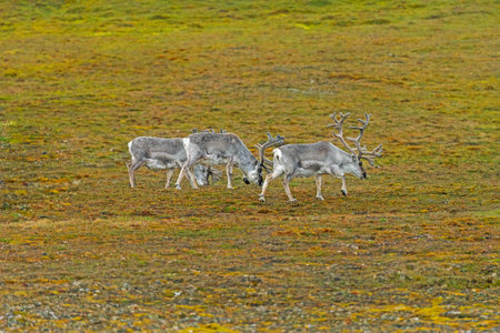 A Small Herd of Reindeer Grazing the Tundra in the Svalbard Islandsの写真素材