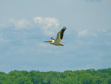 American White Pelican in Flight Along the Mississippi Riverの写真素材