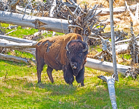 Bison Shedding his winter coat and sticking his tongue out. in Yellowstone National Park in Wyoming