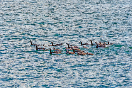 A Large Flock of Barnacle Geese in the Arctic in the Svalbard Islandsの写真素材