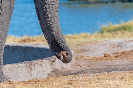 Close View of an Elephant Trunk in Hwange National Park in Zimbabweの写真素材