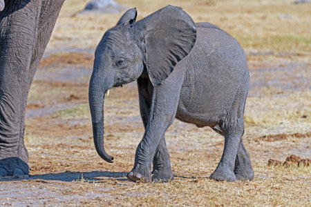 Very Young Elephant Calf Walking by Mama in Hwange National Park in Zimbabweの写真素材