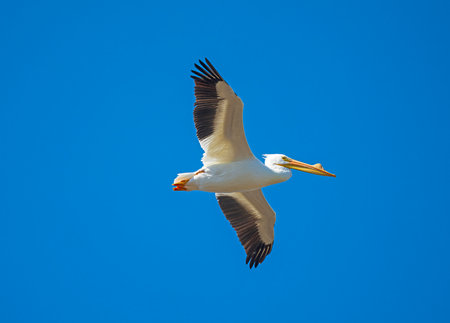 Male Adult White Pelican Flying Overhead in the Pea Island National Wildlife Refuge in North Carolinaの写真素材