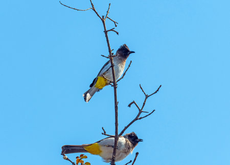 A Pair of Black Eyed Bulbul in a Tree Near Victoria Falls in Zimbabweの写真素材