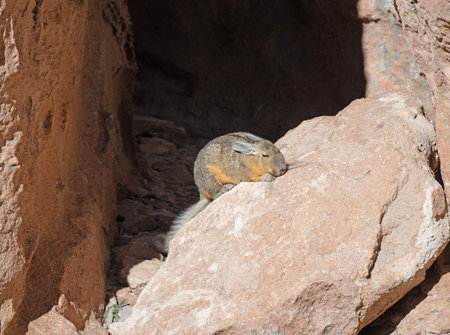 Southern Viscacha Resting in the Sun in the Siloli Desert in Boliviaの写真素材