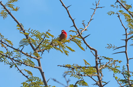 A Blue billed Firefinch in a Tree Near Victoria Falls in Zimbabweの写真素材