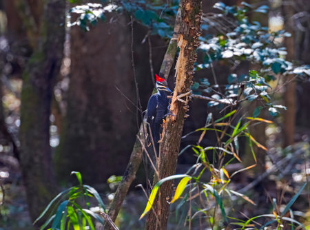 A Pileated Woodpecker Working on a Dead Tree in Congaree National Park in South Carolinaの写真素材