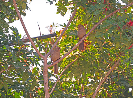 A Pair of California Towhee in a Backyard Tree in San Diego