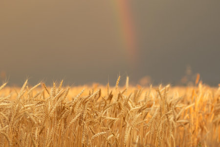 Field of yellow wheat heads before the storm with a rainbow in Canadian prairiesの写真素材