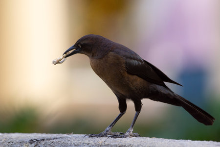 Male Great tailed grackle is eating a tasty chicken bone in mexicoの写真素材