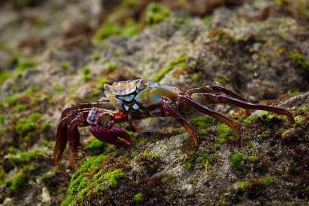 Colorful Sally lightfoot crab on the rock of the ocean beach in Mexico