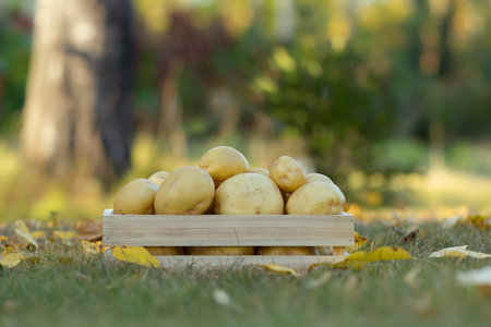 Yukon gold potato in a wooden crate box in the autumn lawn with yellow leaves. Bush of trees on the background.の写真素材