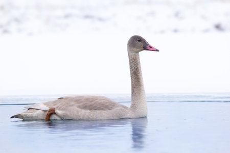 Beautiful juvenile Tundra swan is swimming in the lake among white snow and ice. Birds of Alberta, Canada.の写真素材