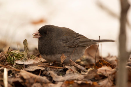 Dark eyed junco is foraging on the ground among leaves in winter. Bird found a seed and eating.の写真素材