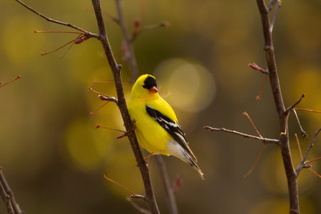 Beautiful yellow bird American goldfinch perched on the branch of the tree in the autumn forest.の写真素材