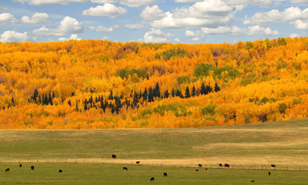View on the pasture with cows in the meadow among colourful autumn yellow and orange hills and blue cloudy sky above.の写真素材
