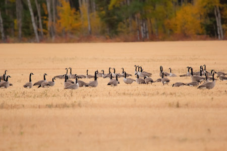 Big flock of Canada goose are foraging in the agricultural field after harvesting, autumn colourful trees are on the background.の写真素材