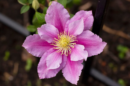 Close up of one flower of clematis, first year wine.の写真素材