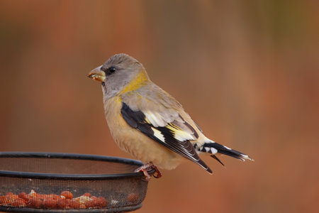 Female Evening grosbeak is perched on the feeder with seeds and peanuts in the autumn back yard.の写真素材