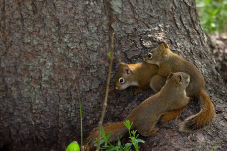 Little siblings of American red squirrel are playing on the forest ground in grass near the tree chasing each other in summer.の写真素材