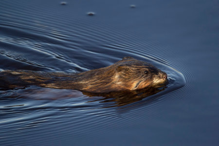 Portrait of cute fluffy wet swimming muskrat in blue waters of the dark blue lake.の写真素材