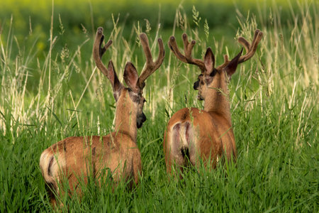 Two bucks of Mule deer with velvet antlers are walking away in the field of high green grass in hot...